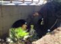 the state of California’s culverts