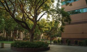 CECS Jacaranda Building and Tree